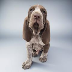 Bracco Italiano and Chihuahua Puppies from Snow Peak Kennel