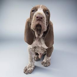 Bracco Italiano and Chihuahua Puppies from Snow Peak Kennel