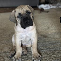 Black collar male - Fawn male Boerboel puppy in Bon Aqua, Tennessee from Erickson Ranch Boerboels