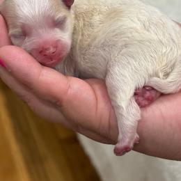 Versace - Cream male Pomeranian puppy in Illinois from Maribel Poms