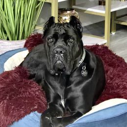 Ryot - Cane Corso