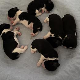 English Springer Spaniel puppies from Carol Jansen's Cascadian Springer Spaniels