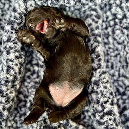 Goldendoodle and Poodle Puppies from SnickerDoodlePups