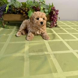 Kai - Apricot male Poodle puppy in Hernando Beach, Florida from Minipupps