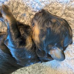 Boy 2 - Phantom male Bernedoodle puppy in Millsap, Texas from Gaston’s Posh Poodles and Doodles
