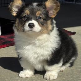 Coco - Black and tan female Pembroke Welsh Corgi puppy in Muldrow, Oklahoma from Dean’s Rustic Ranch Corgis and Horses