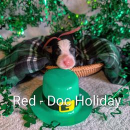 Red - Doc Holiday - Black rust and white male Bernese Mountain Dog puppy in Marion, Indiana from Zarah's Bernese Mountain Dogs