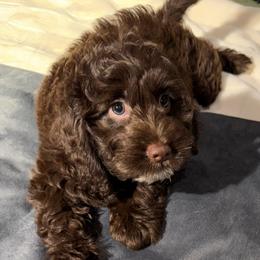 Nove - Brown female Cockapoo puppy in Queens, New York from The 2 Musketeers_Cockapoos