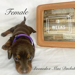 Dachshund Puppies from Marissa's Dachshunds (BooneDox Mini Dachshunds)