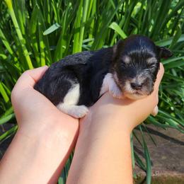 Tiny girl - Parti female Miniature Schnauzer puppy in Trinity, Alabama from C&E'S Schnauzers