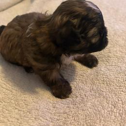 Boy 3 - Sable and white male Shih Tzu puppy in Benbrook, Texas from Michael’s Shih Tzus