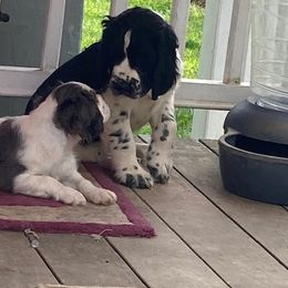 Cavalier King Charles Spaniels and English Springer Spaniels from Liberty Springers and Cavaliers