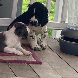 Cavalier King Charles Spaniels and English Springer Spaniels from Liberty Springers and Cavaliers