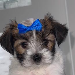 Lightning - Black & tan tri-color male Morkie puppy in Deltona, Florida from Pink Purse Designer Breeds