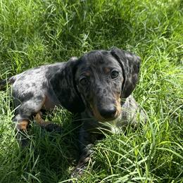 Charlie - Dachshund