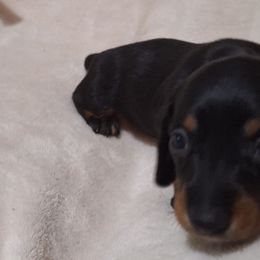 Girl 3 - Black and tan female Dachshund puppy in Liberty, North Carolina from Heavenly Doxies