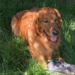 Cooper - Golden Retriever