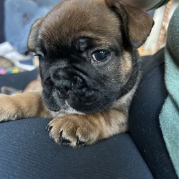 French Bulldog Puppies from Fishie's Frenchies