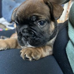 French Bulldog Puppies from Fishie's Frenchies
