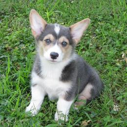 Pembroke Welsh Corgis from Pogue Corgis