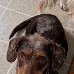 Rose - Dachshund