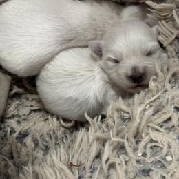 Jack - White male West Highland White Terrier puppy in Harrisville, Utah from Diamond in the Ruff