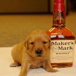 Maker (red) - Dark golden male Golden Retriever puppy in Bynum, Montana from Summit Canine Breeding