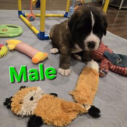 Green collar - Brown and white male Saint Bernard puppy in Cincinnati, Ohio from Cincinnati St. Bernards