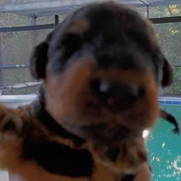 Mr. Black - Black and tan male Airedale Terrier puppy in Trinity, Florida from Black Opal