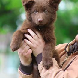 Meatball (Blue) - Liver male German Shepherd puppy in Garrett, Indiana from Devil-Dog Shepherds