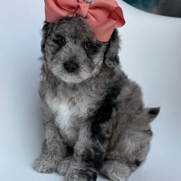G-Pink Girl - Merle female Goldendoodle puppy in Lewisville, Texas from Texas Goldendoodle Lovers