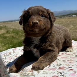 Seabiscuit - Red tri male Miniature Australian Shepherd puppy in Beaver, Utah from Renegade Point Stock Dogs