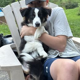 Moose - Miniature Australian Shepherd