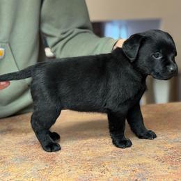 Bingo - Black female Labrador Retriever puppy in Owosso, Michigan from Bennington Retrievers