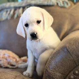 Aspen - Yellow female Labrador Retriever puppy in Sweet Home, Oregon from Snowpeak English Labradors
