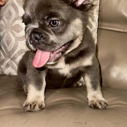 French Bulldog Puppies from Jasmine McMurtry