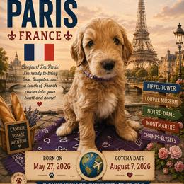 Purple Collar - Paris (France) - Apricot female Goldendoodle puppy in West Sacramento, California from Pomegranate Doodles