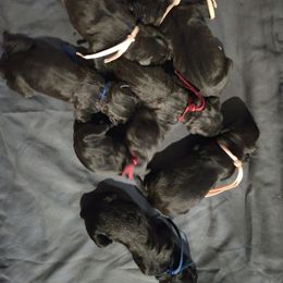 8 - Black brindle Cane Corso puppy in St. Cloud, Florida from Magical Creature Cane Corso