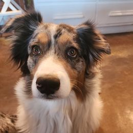 Ouiser - Australian Shepherd