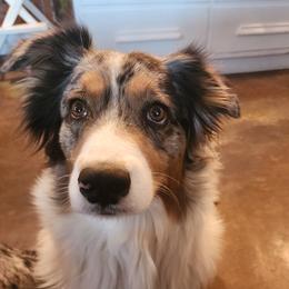 Ouiser - Australian Shepherd
