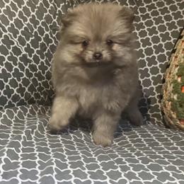 Lil bit - Blue sable male Pomeranian puppy in Inverness, Florida from Pompadorable Poms