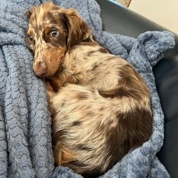 Dachshund All Grown Up from Pine Grove Doxies