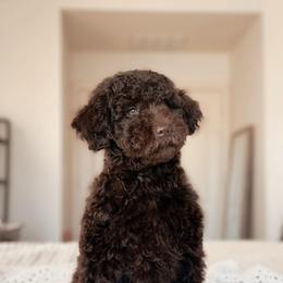 Sunday, Girl - Chocolate female Goldendoodle puppy in Maricopa, Arizona from Desert Ridge Doodles