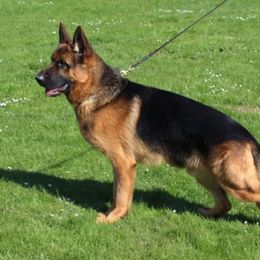 Magnum - German Shepherd