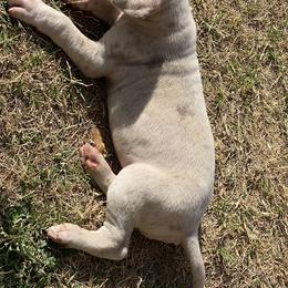 Great Dane Puppies from Texas Devine Danes