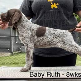German Shorthaired Pointer Puppies from Wild Rose GSP's