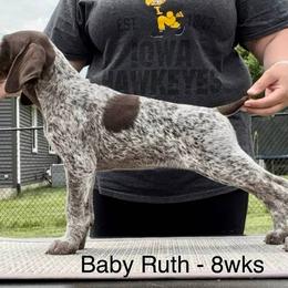German Shorthaired Pointer Puppies from Wild Rose GSP's