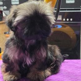 Lil Ginny - Sable female Shih Tzu puppy in Riverside, California from Raincross Shih Tzu