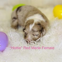 Hottie - Red merle female Australian Shepherd puppy in Texas from Legendary Canines