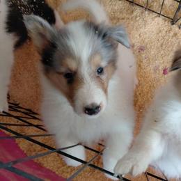 Reserved Ice Queen - White female Collie puppy in St Stephens, Wyoming from Desert Kennels